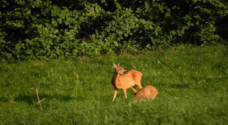 Holiday home in Westmalle