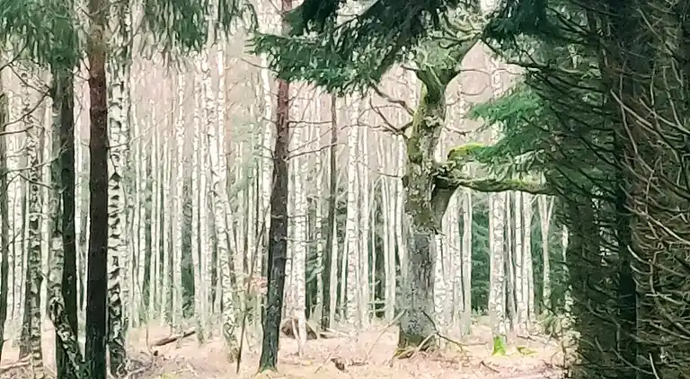 Hyggeligt sommerhus midt i naturskønt område