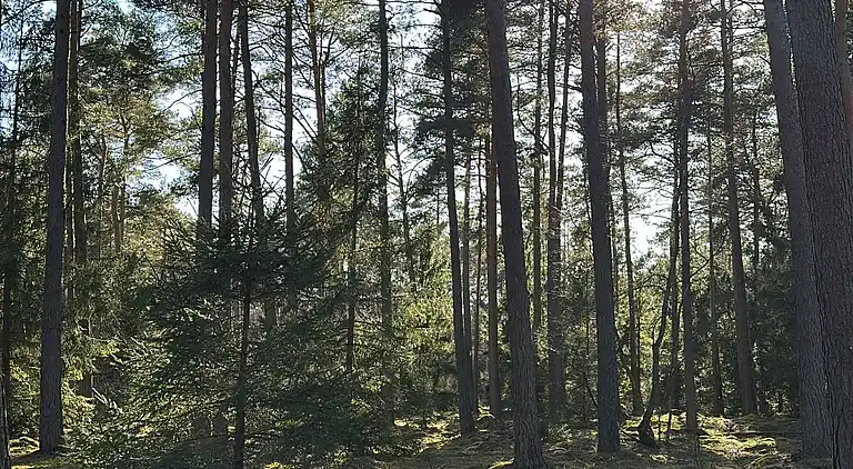 Hyggeligt sommerhus midt i naturskønt område