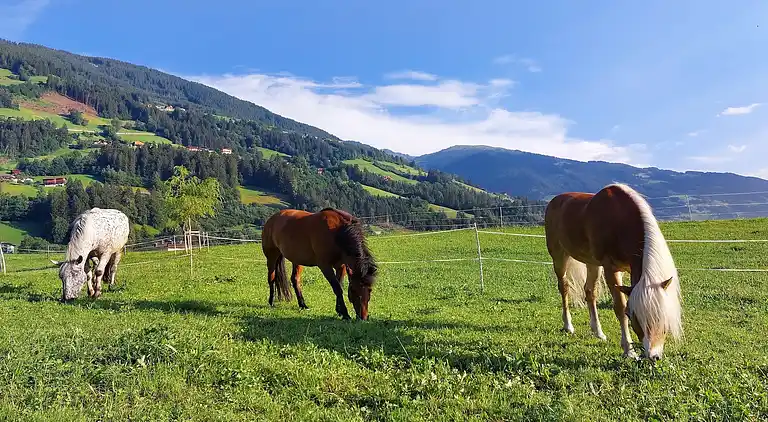 Ferienhaus in Schwendau