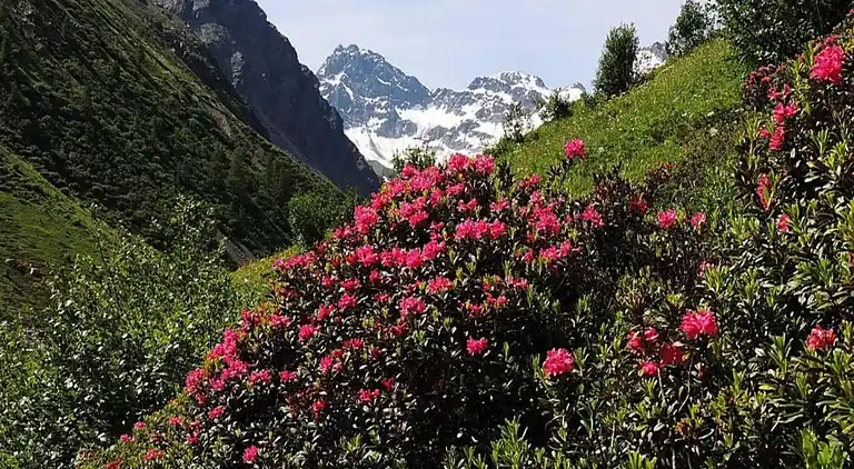 Apartment in Garfrescha