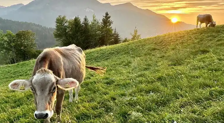 Hytte i Sibratsgfäll