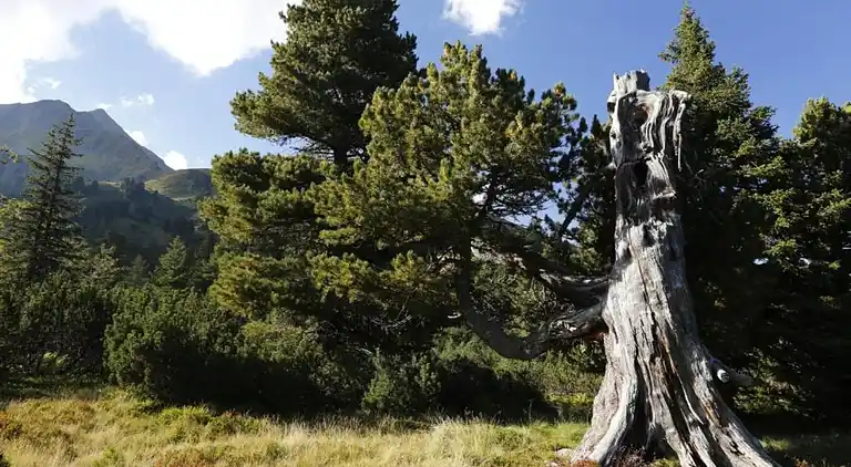 Apartment in Vordernberg