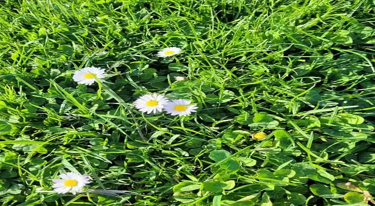 Sommerhus i Cavaillon