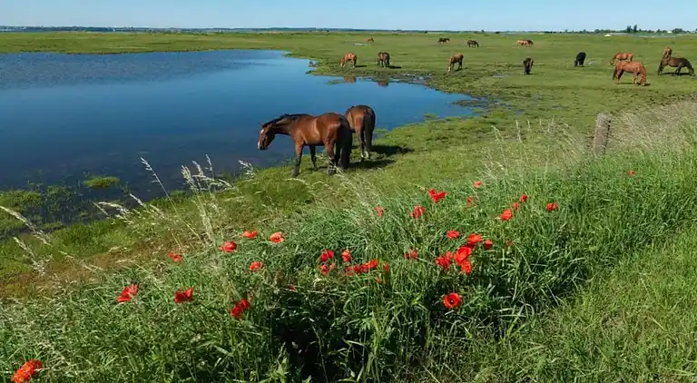 Bungalow i Kirchdorf