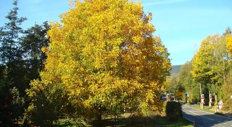 Ferielejlighed i Merlsheim