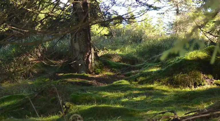 Ferielejlighed i Wildemann