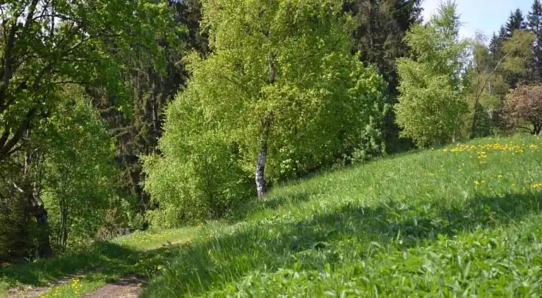 Ferielejlighed i Wildemann