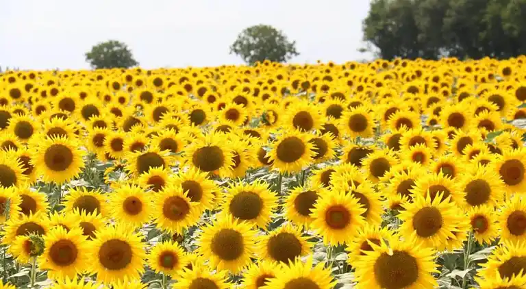 Holiday home in Cezais