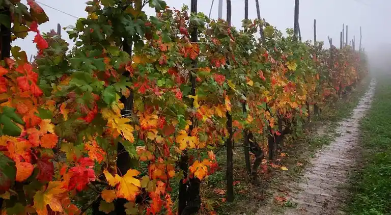 Herregård i Bastia Mondovì