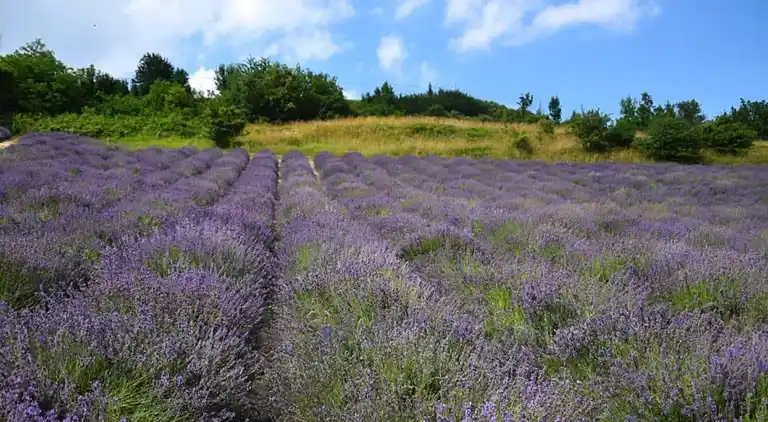 Herregård i Bastia Mondovì