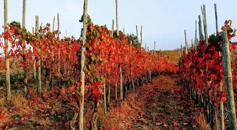 Herregård i Bastia Mondovì