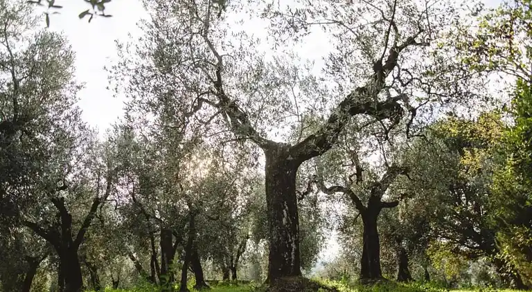 Vakantiehuis in Vinci