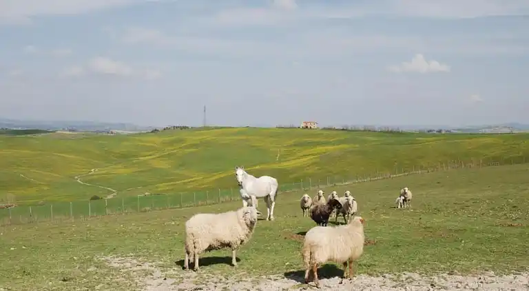 Farm house in Asciano