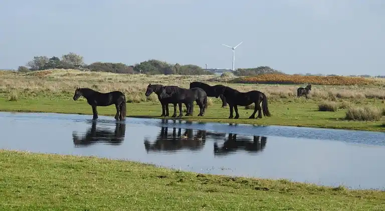 Ferielejlighed i 't Zand