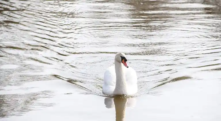 Péniche au Loosdrecht
