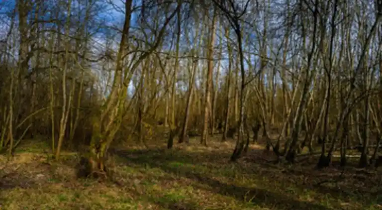 Apartment in Bellersen