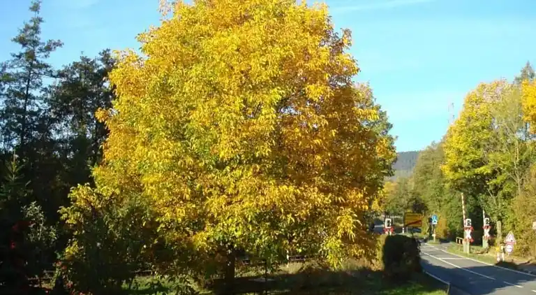 Ferielejlighed i Bellersen