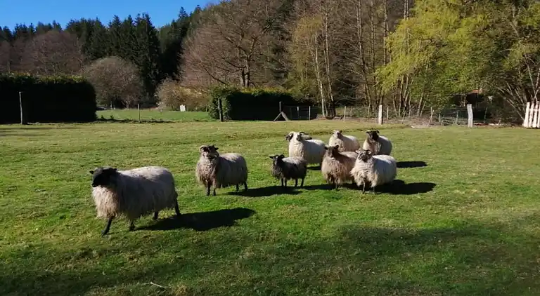 Sommerhus i Abreschviller