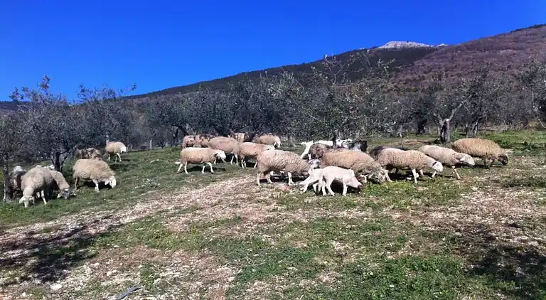 Gårdhus i Passignano sul Trasimeno