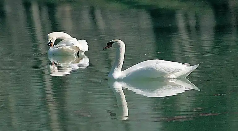 Gårdhus i Passignano sul Trasimeno