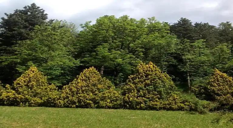 Apartment in Cavalese