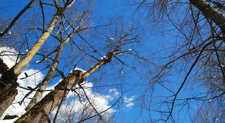 Apartment in Cavalese