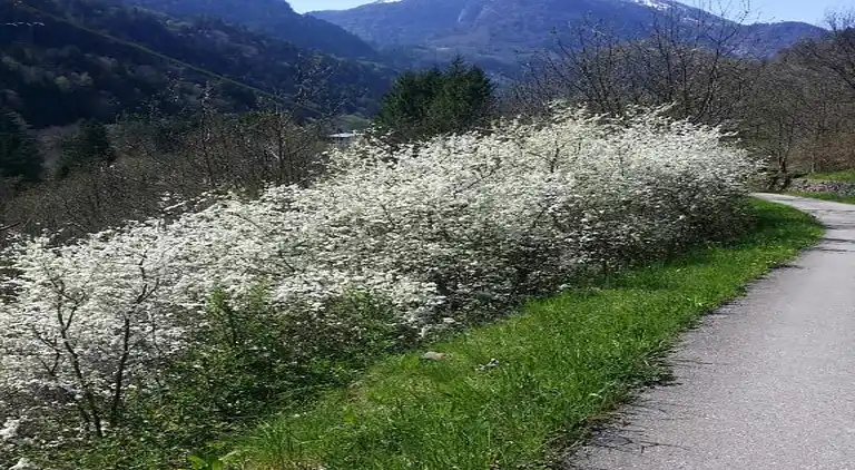 Apartment in Pisogne