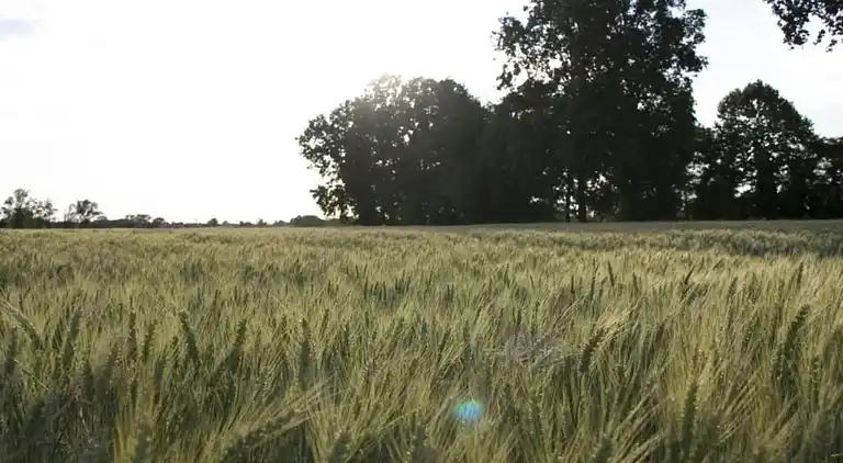 Manor house in Stagno Lombardo