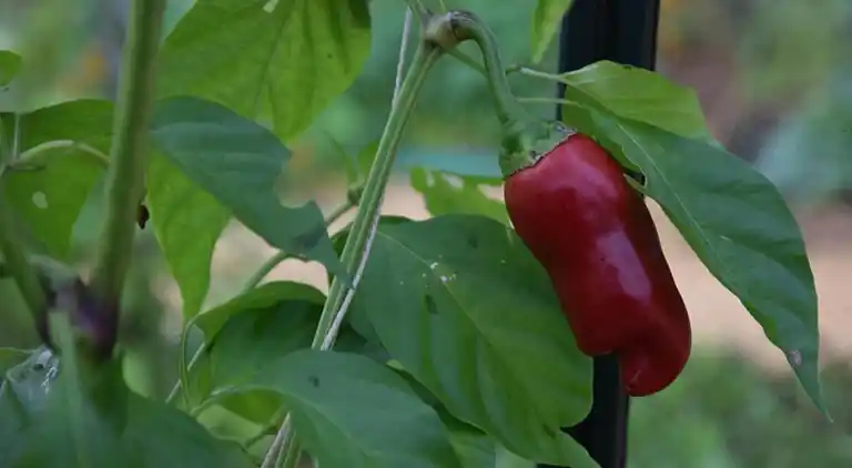 Holiday home in Sagelat