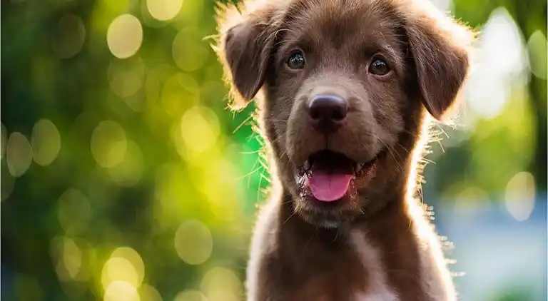 Feriebolig i Sagelat