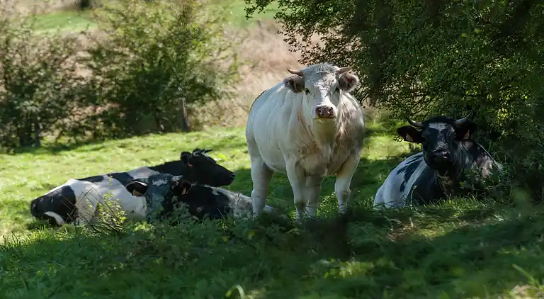 Holiday home in Sprimont