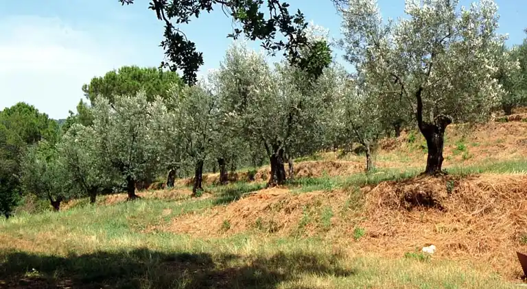 Farm house in Castiglion Fiorentino