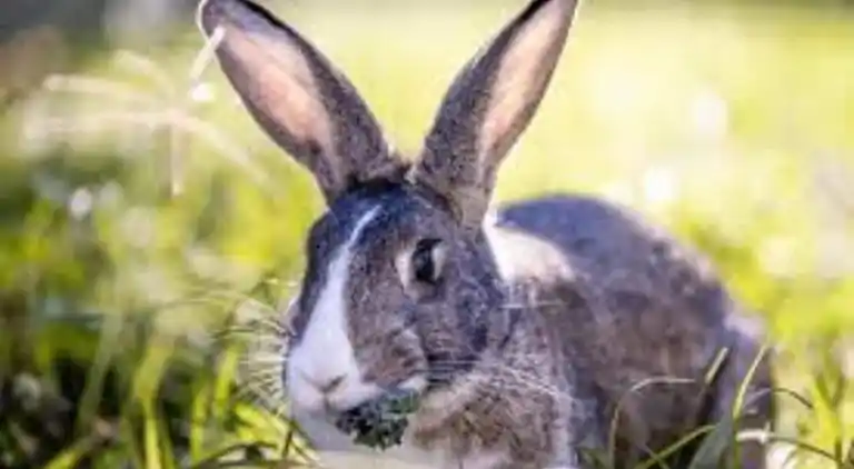 Holiday home in Geesteren
