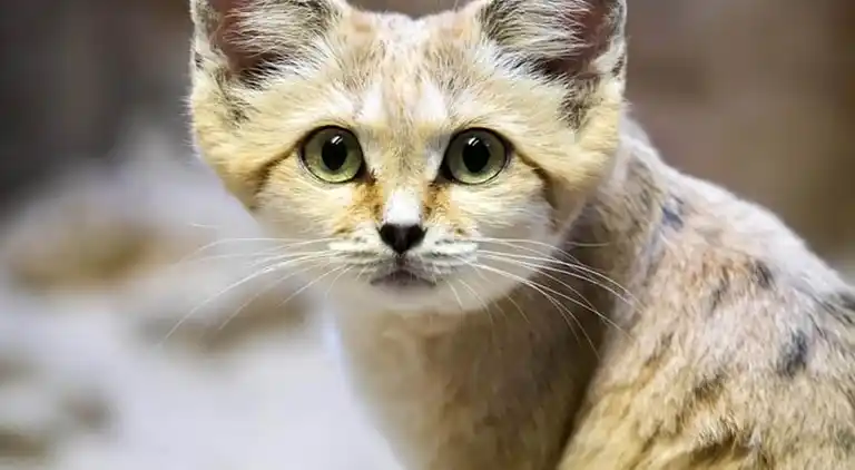 Holiday home in Geesteren