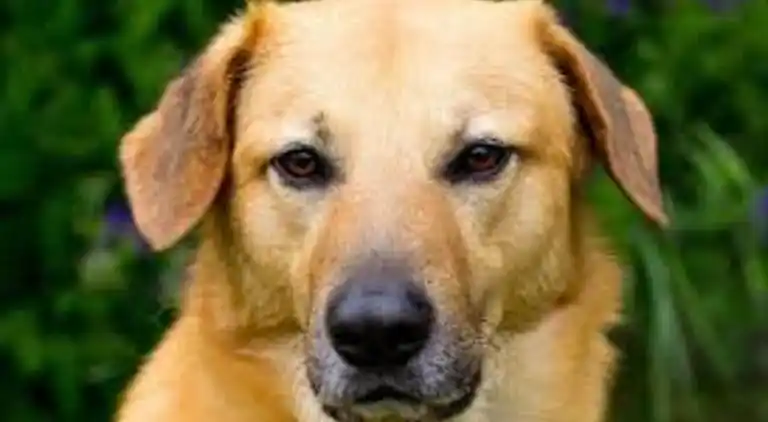 Holiday home in Geesteren