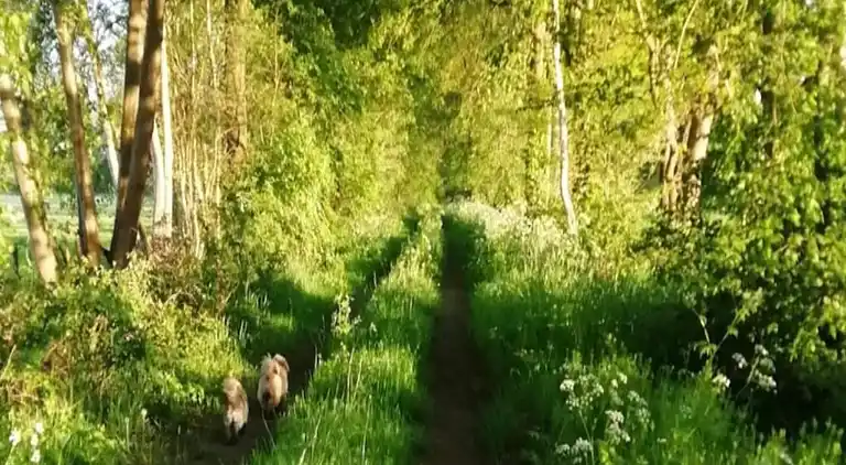 Holiday home in Geesteren