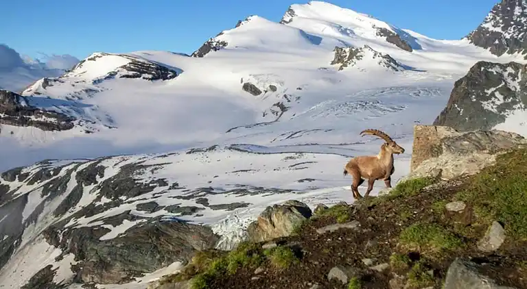 Holiday home in Grengiols