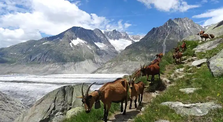 Holiday home in Grengiols