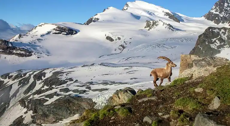 Cottage in Grengiols