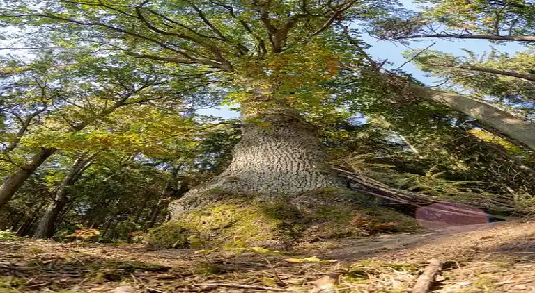 Ferielejlighed i Horní Nemojov