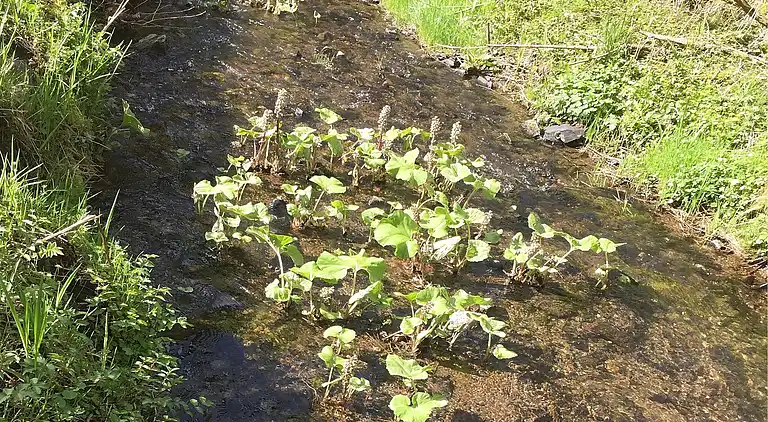 Sommerhus i Weddersleben