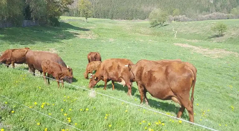 Ferielejlighed i Weddersleben