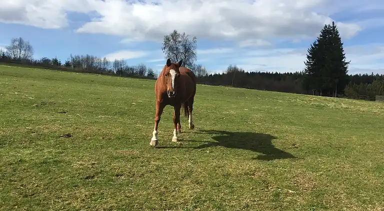 Sommerhus i Weddersleben