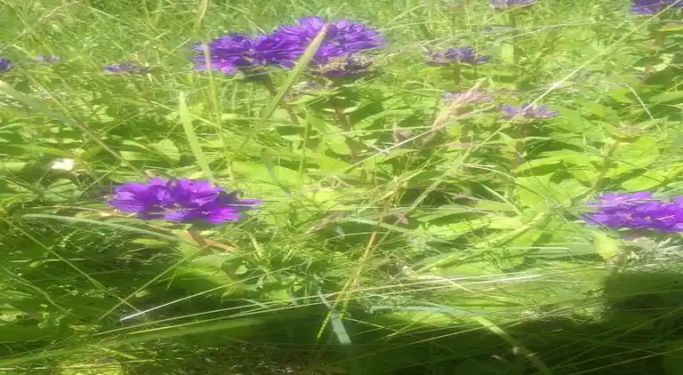 Ferielejlighed i Weddersleben