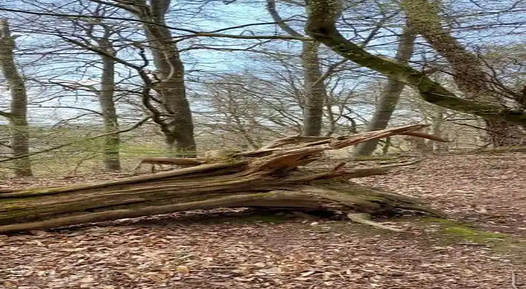 Ferielejlighed i Friedrichsfeld