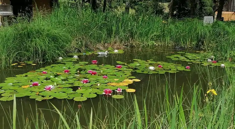 Ferielejlighed i Friedrichsfeld