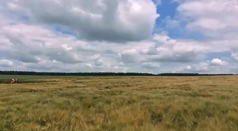 Lägenhet i Friedrichsfeld