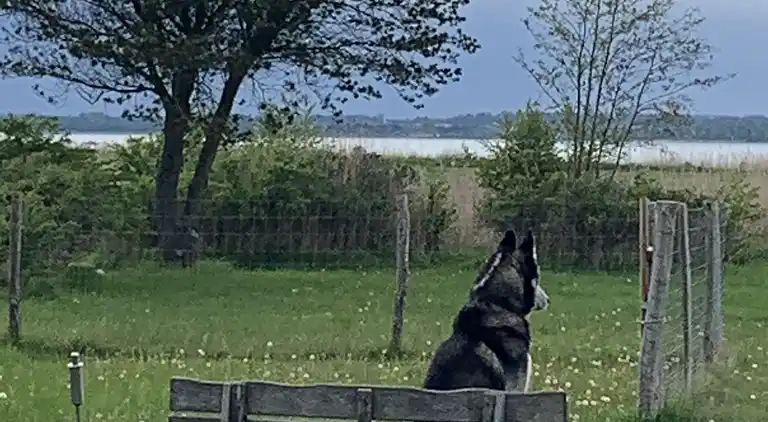 Sommerhus m fjordudsigt og stor indhegnet have
