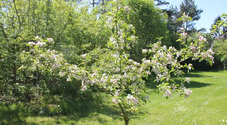 Hyggeligt og velindrettet sommerhus i Hornbæk